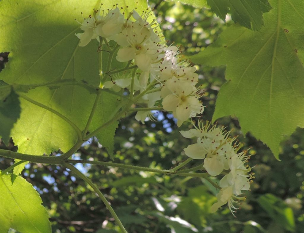 Albero fiorito - Sorbus torminalis